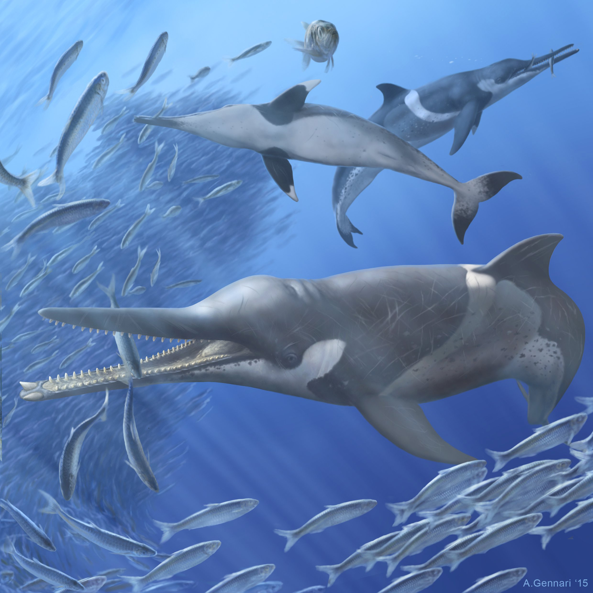 cetacei