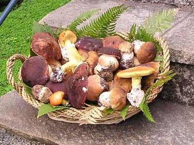 porcini