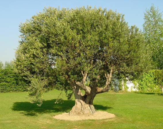 coltivare olivo
