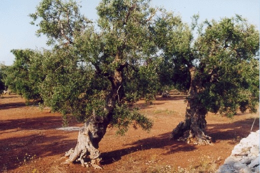 ulivi-del-salento