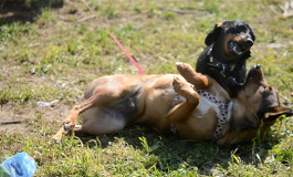 Uno studio dimostra il “contagio emotivo” nel cane