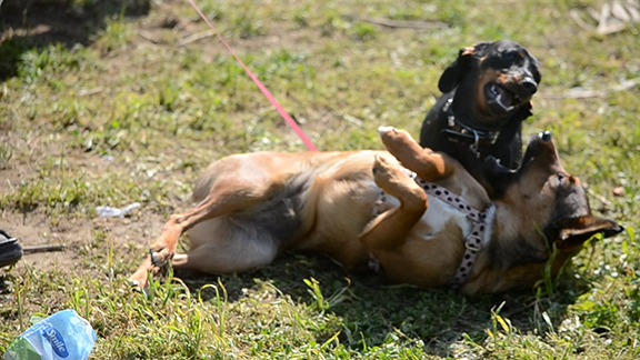 Uno studio dimostra il “contagio emotivo” nel cane