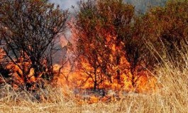 Incendio Calci e Vicopisano Confcommercio: “Pronti ad ospitare le persone sfollate”