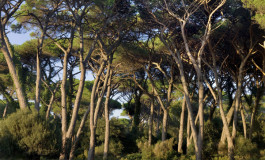 Tesserino per la raccolta funghi nel Parco di San Rossore: come fare