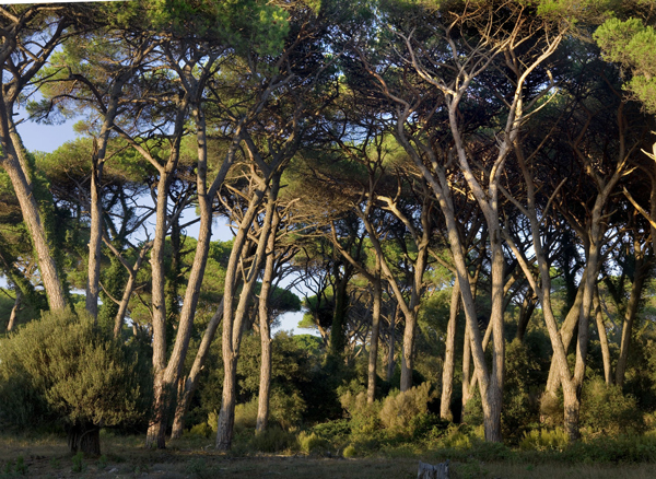 Tesserino per la raccolta funghi nel Parco di San Rossore: come fare