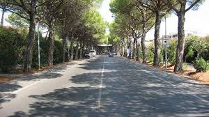 M5S, abbattimento pini sull'Aurelia