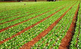 Rincari frutta e verdura, Confagricoltura Toscana: “Le prime vittime sono gli agricoltori”