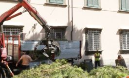 Pisa: rimosso pino pericolante in piazza D’Ancona