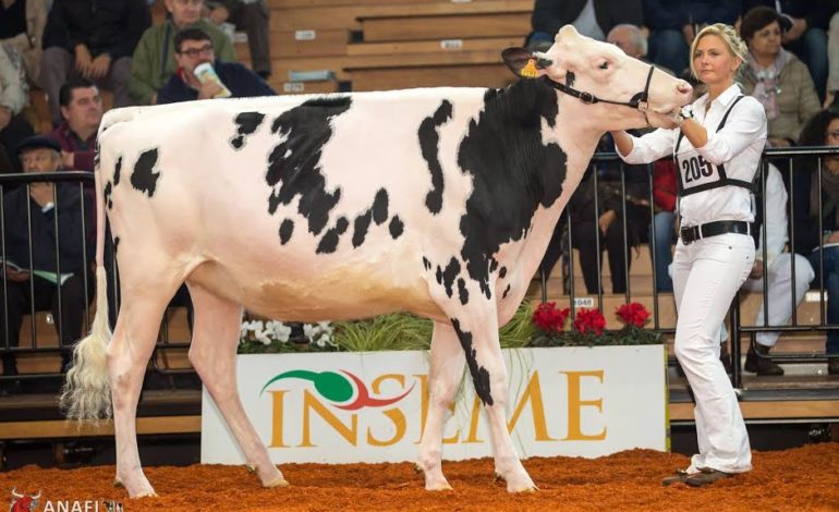 Alla mostra nazionale della Frisona vince una mucca dell’azienda Tocchi