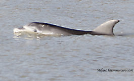 Il Delfino nel fiume Arno: è il momento di tornare in mare