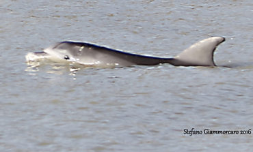 Il Delfino nel fiume Arno: è il momento di tornare in mare