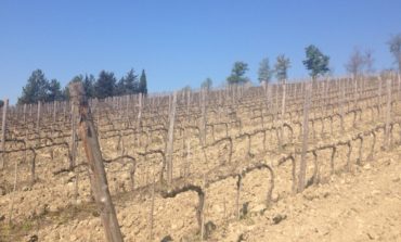 Allarme freddo: Confagricoltura Toscana "Danni ai vigneti per 80 milioni di euro. Perso oltre il 20% della produzione"