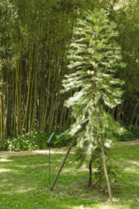 orto botanico2