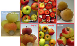 Uno studio rivaluta le antiche mele "Brutte ma buone"