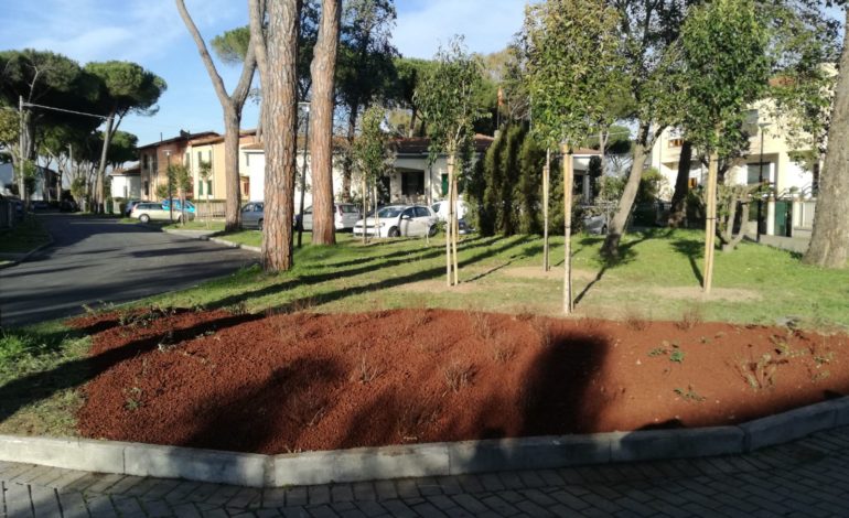 Pisa, in Via Costa a Barbaricina piantati 22 ligustri