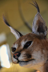 2 Caracal (foto Dario Salzano)