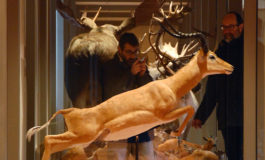 Apre la nuova Galleria dei mammiferi del Museo di Storia Naturale dell’Università di Pisa