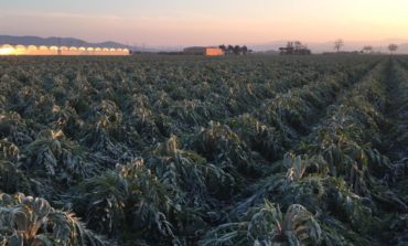 Maltempo, il gelo brucia i raccolti, Confagricoltura Toscana: “Agricoltori lasciati soli”