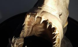 Trovati resti fossili di un raro squalo nella campagna senese