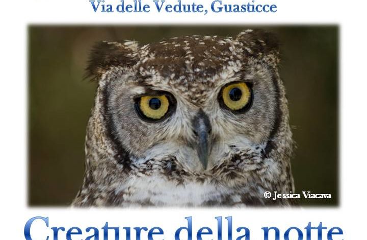 Una serata per osservare pipistrelli, rapaci notturni e altri animali