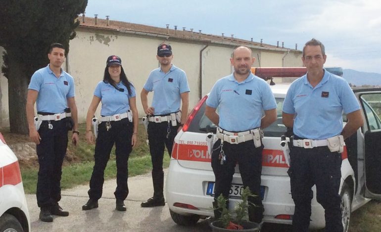 Sequestrate sette piante di canapa indiana nei pressi del cimitero di Visignano