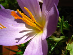 Crocus etruscus