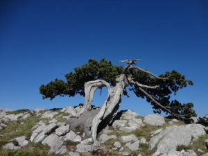 Pinus heldreichii subsp. leucodermis