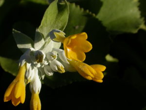 Primula palinuri