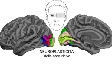 Studio dell’Università di Pisa dimostra la plasticità del cervello anche negli adulti