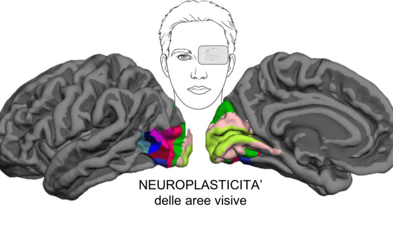 Studio dell’Università di Pisa dimostra la plasticità del cervello anche negli adulti