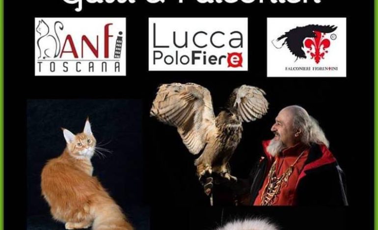 Torna a Lucca l’Esposizione Internazionale Felina, sotto l’egida di ANFI e Fife