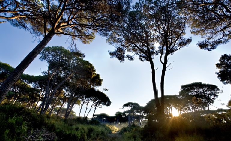San Rossore, il Parco da scoprire da Pasqua al 1° maggio