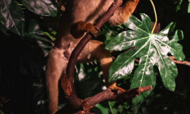 Calci, riaperta al pubblico la Galleria dei Primati del Museo di Storia Naturale