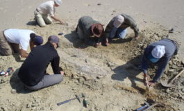 Scoperto il primo archeoceto che raggiunse l’Oceano Pacifico oltre 42 milioni di anni fa