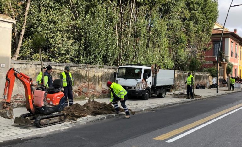 Verde urbano, in corso piantumazioni e installazione di nuove fioriere