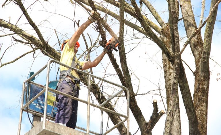 Rinnovo arboreo, lunedì parte l’intervento a Porta a Lucca in via Giovanni Pisano e in via Gamerra