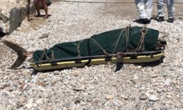 Recuperata a Marina di Pisa carcassa di tonno spiaggiata
