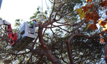 Rimozione di un pino pericolante al Giardino Scotto