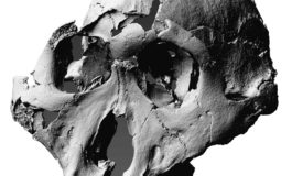 Scoperto un nuovo fossile in Sudafrica di una specie estinta di ominini