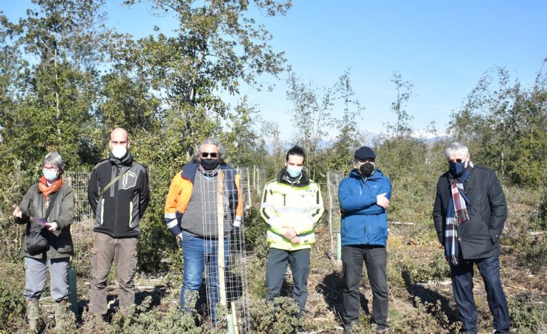 3400 nuovi alberi nella Macchia Lucchese