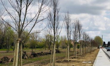 Piantumati 70 nuovi alberi in via Cisanello