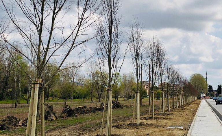 Piantumati 70 nuovi alberi in via Cisanello