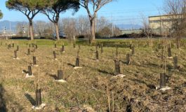 ﻿Comune di Pisa, OLT e Arbolia insieme per un’opera di forestazione urbana di oltre 1600 piante