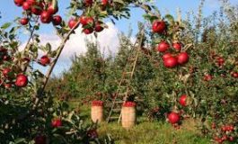 ﻿Frutta, Confagricoltura Toscana: “Male il 2021. Mancata produzione da 50% a 100%”