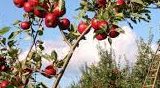 ﻿Frutta, Confagricoltura Toscana: “Male il 2021. Mancata produzione da 50% a 100%”