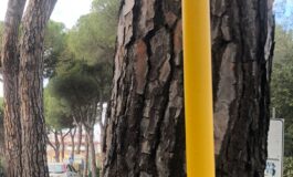 ﻿Via di Pratale, lunedì parte il cantiere per la rimozione dei pini