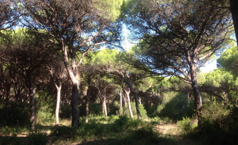 BASE DEI CARABINIERI, la Città Ecologica: “CISAM improponibile”