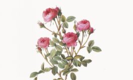La Nunziatina: un giardino ritrovato