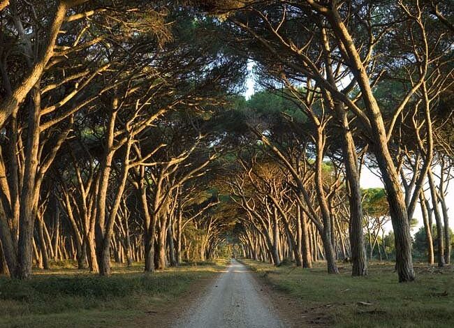 Piano del Parco, Bani: “La competenza è regionale”