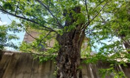 ﻿Cambiamento climatico: a rischio il 60 per cento degli alberi dell’Orto Botanico dell’Università di Pisa